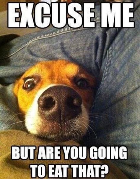 Funny Dogs Funny Dog Quotes Funny Dog Pictures Dog Jokes Humor Dogs