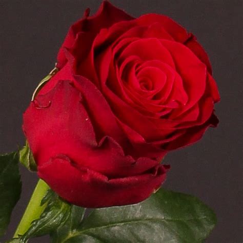 Rosa Rhodos Красные розы Розовые розы Розы