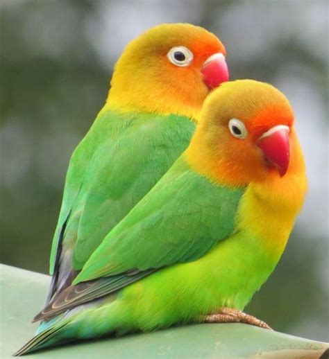 A Pair Of Lovebirds Pair Lovebirds New Tv Cage See Pics Love