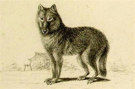 Mysterious Extinct Japanese Wolf May Hold Clues To Origins Of Dogs