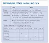 Medication For Uti In Cats Pictures