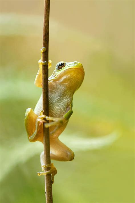 The Pole Dancer Climbing Tree Frog Photograph By Roeselien Raimond