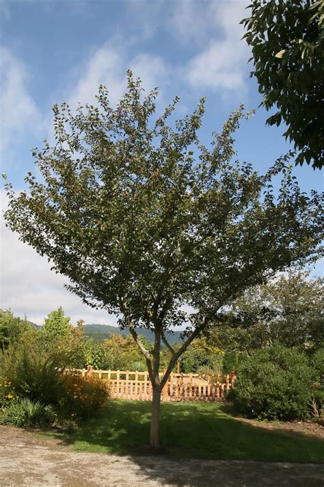 39 Small Trees Under 30 Feet For A Small Yard Or Garden Dengarden