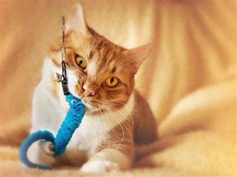 14 Best Cat Chew Toys Your Kitty Will Love I Discerning Cat