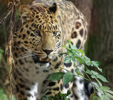 Amur Leopard Marwell Zoo Jim2wilson Flickr
