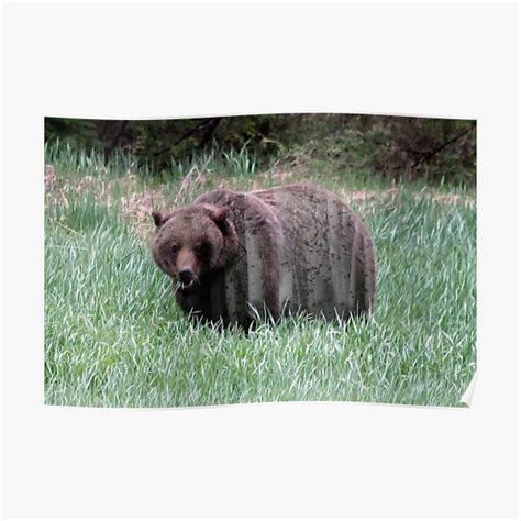 Bear Among The Aspens Grizzly Bear Poster For Sale By Ravenprints