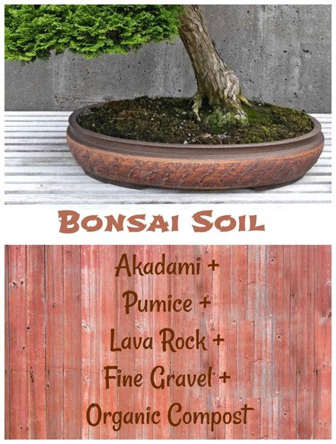Bonsai Garden Bonsai Tree Care Small Trees Big Impact