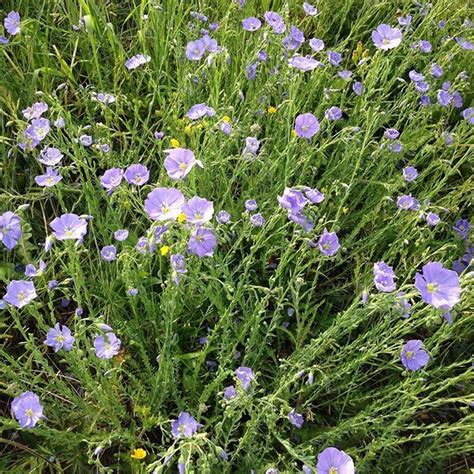 Blue Flax Linum Lewisii Colorado Wildflowers Outsideeveryday