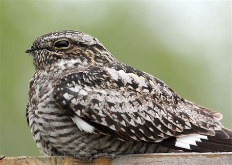 Coloring Page Ohio Summer Residents Common Nighthawk Great Parks