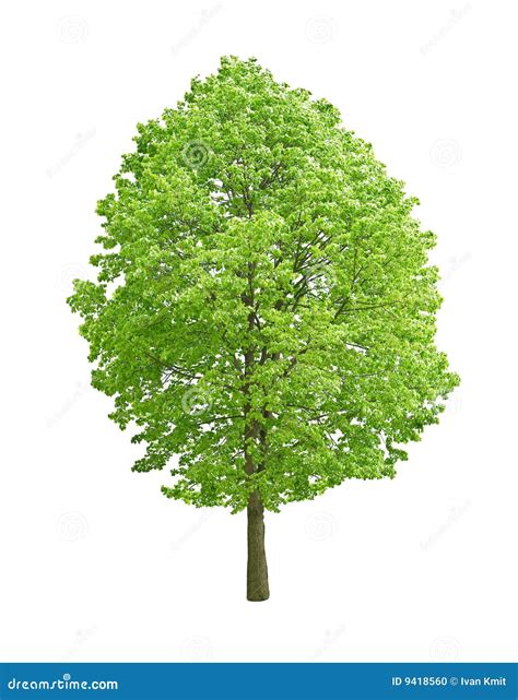Tree Stock Photo Image Of Individual Forest Large Natural 9418560