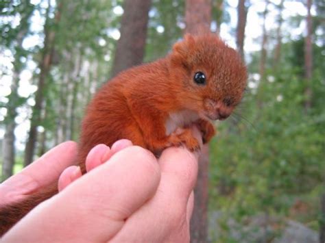 Baby Red Squirrel Raww