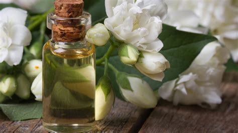 Aceite Esencial de Jazmín: Contraindicaciones, Propiedades Medicinales