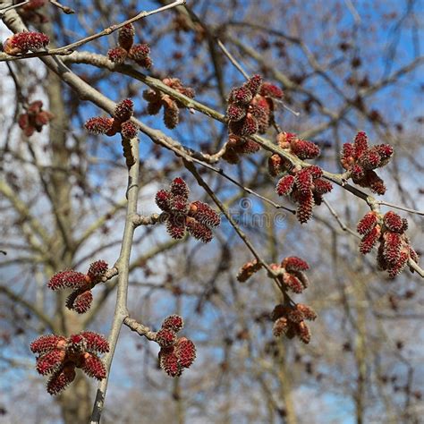 Red Alder Tree Seeds Etsy