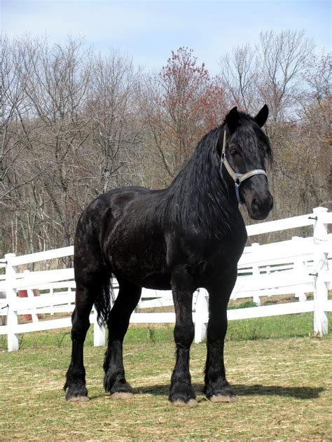 Black Percheron Draft Horse Horse Pinterest Horses Percheron