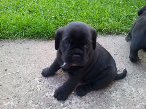 Puggle puppies dogs and puppies baby pugs snuggles puppy love animal pictures creatures the incredibles pets. PUGGLE PUPPIES | Frizington, Cumbria | Pets4Homes