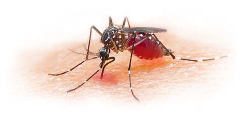 Mosquito Png Images Transparent Free Download Pngmart