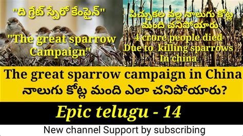The Great Sparrow Campaign In China Epictelugu