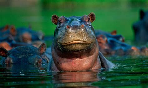 ¿dónde Viven Los Hipopótamos Imágenes Y Fotos