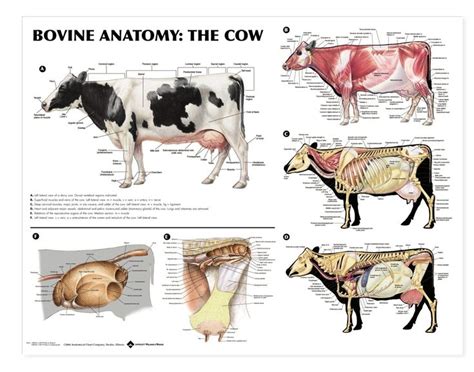Cow Anatomy Diagram Vet Stuff Pinterest Diagram Anatomy And Cow