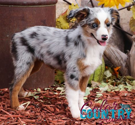 Marleys Blue Merle Female 3 Color Country Aussies