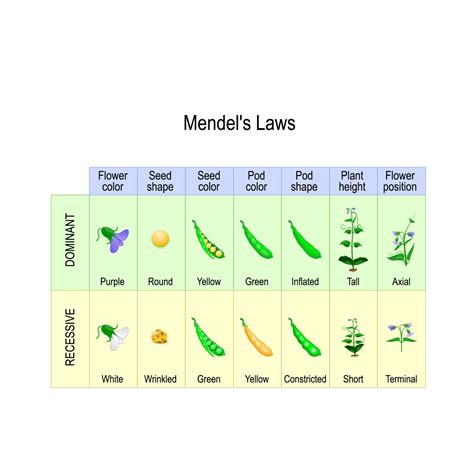 The law of segregation is commonly known also as mendel's first law and this is the idea that every inheritable trait or gene as we now call them is controlled by a pair of factors or alleles and those pairs of alleles. Mendel's Law & Mendelian Genetics - Biology Online Tutorial