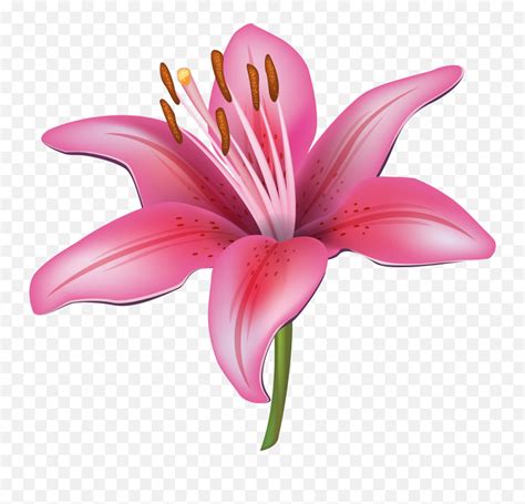 Lilium Png Water Lily Flower Clipart Emojifunnel Cake Emoji Free