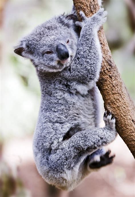 Just Hanging Koala Stock Image Image Of Tree Cuddly 35589123