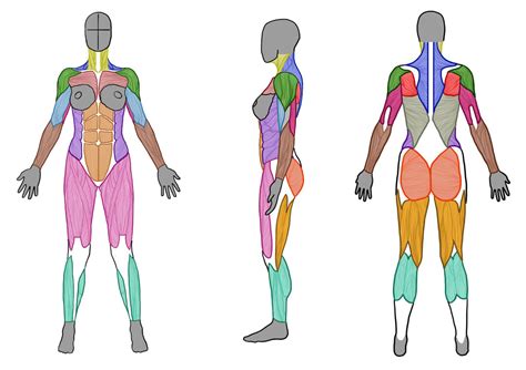• facts about muscles • what is a muscle? Female Muscle Anatomy (Front, Side and Back) by ArtistSaif on DeviantArt