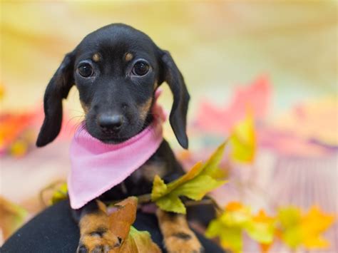 Find dachshund puppies for sale and dogs for adoption near you. Dachshund Puppies - Petland Wichita, KS