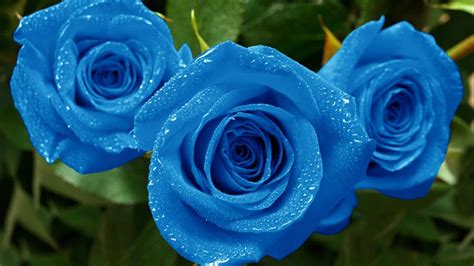 Blue Rose Hd Wallpaper