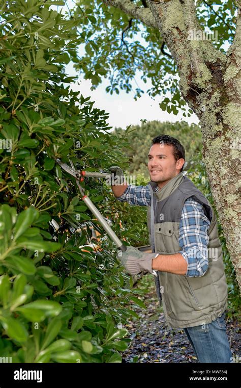Man Using Secateurs To Prune Hedge Stock Photo Alamy