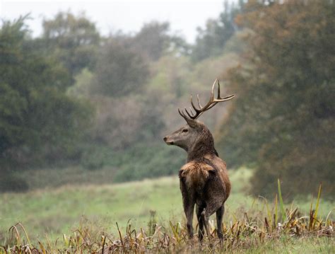 Autumn Stag David Giles Flickr