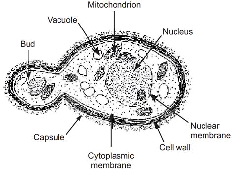 Fungi Cell Labelled Diagram