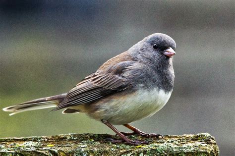 Feather Tailed Stories Dark Eyed Junco
