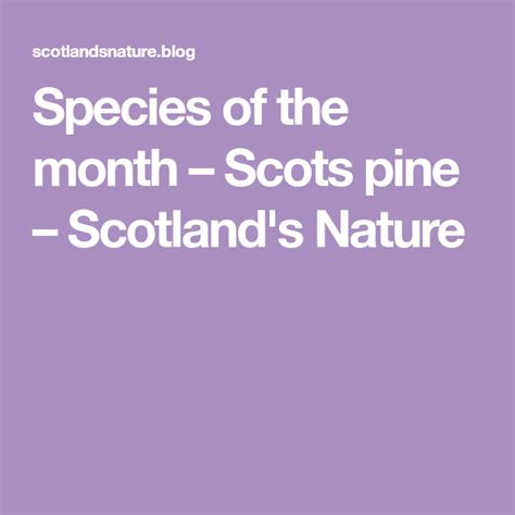 Species Of The Month Scots Pine Scotlands Nature Scotland Nature