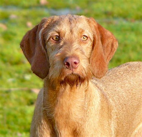 The two biggest factors being breeder quality. Wirehaired Vizsla - Happy Hunting in Hungary