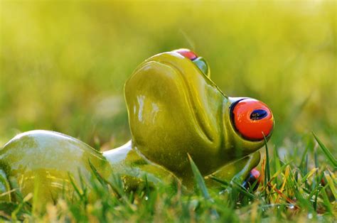 Frog Meadow Relaxed · Free Photo On Pixabay