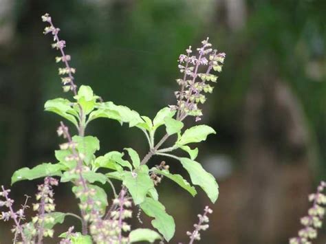 In Pics Check Out 10 Different Types Of Tulsi And Its Spiritual And