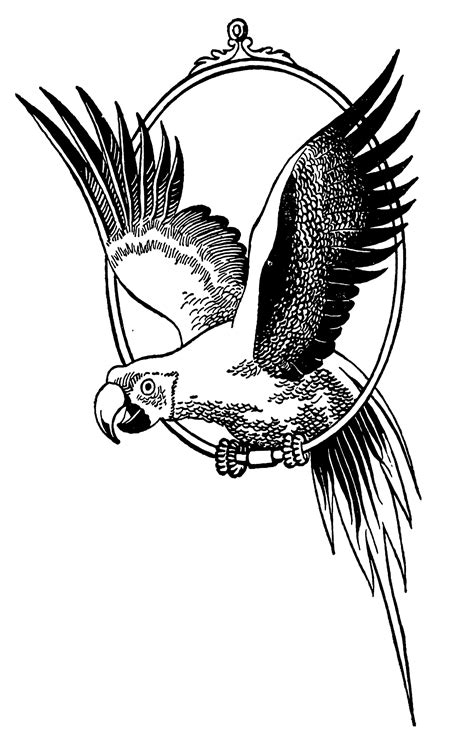 Parrot clipart black and white. Free Black And White Parrot Image! - The Graphics Fairy