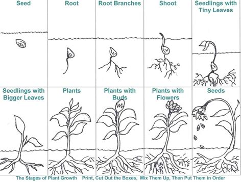 Life Cycle Of A Plant Free Printable Worksheet