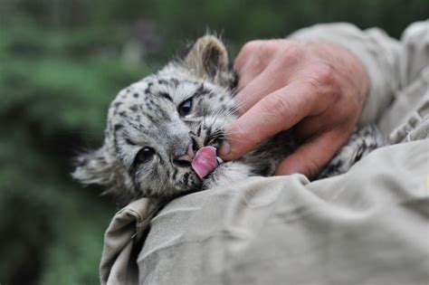 Cute Pictures Of Baby Snow Leopards On Animal Picture Society Snow