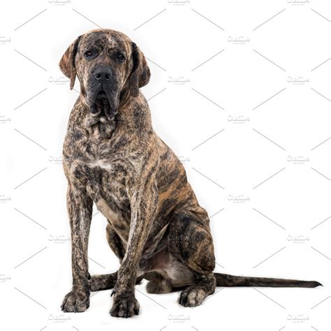 Big Dog Sitting Isolated High Quality Animal Stock Photos ~ Creative