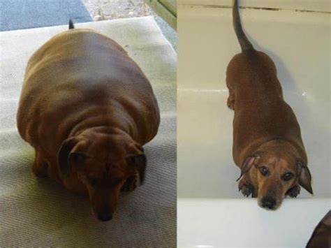 See more of fat dog on facebook. Obie gets excess skin removed after losing 40 lbs - Life ...