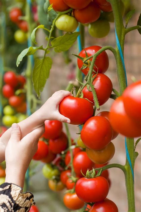 51 Best Images About Container Tomatoes On Pinterest