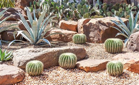 Xeriscaping What Is It Article