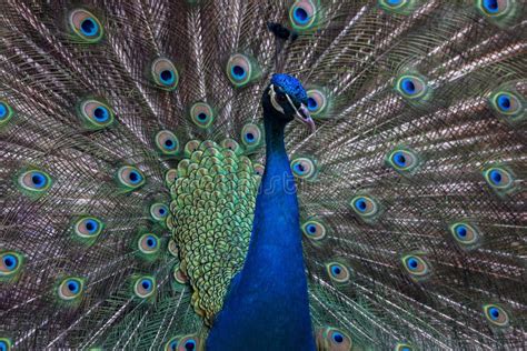 Peacock Train On Display Stock Image Image Of Phasianidae 57017953