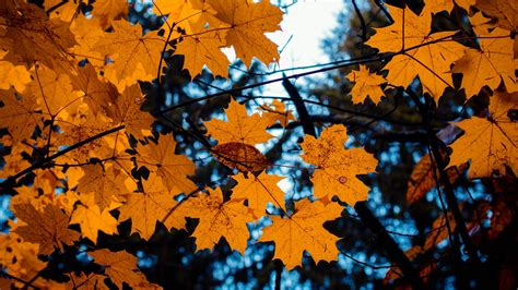 Autumn Leaves Branches Tree Maple 4k Hd Wallpaper