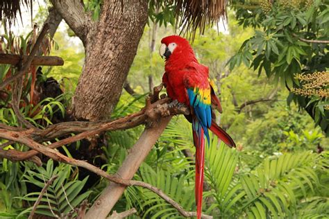 Parrots In The Tropical Rainforest