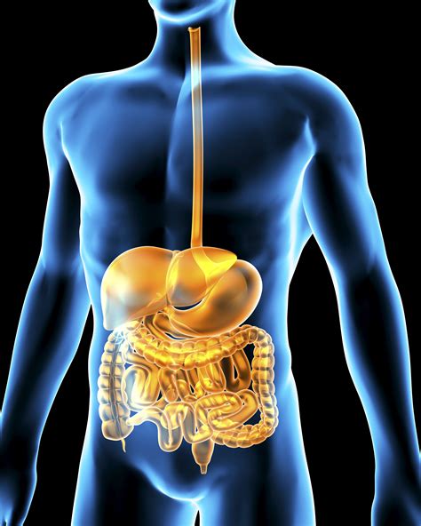 Introduction Gastrointestinal System