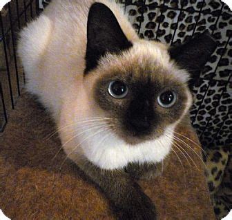 Adopt a siamese cat from nyc siamese rescue ! Cleveland, OH - Siamese. Meet Cookie, a kitten for ...